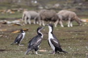 Blauaugenscharben, Saunders, The Rookery