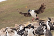 "Mama" Blauaugenscharbe bei der Landung