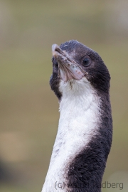 Junger Kormoran auf Exkursion