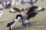 Fütterung der Blauaugenscharben