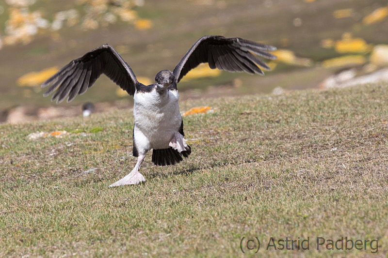 Flugversuch der jungen Blauaugenscharbe