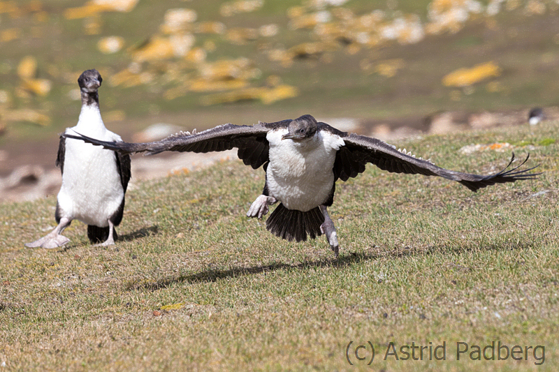 Flugversuch der jungen Blauaugenscharbe