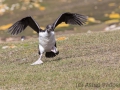 Flugversuch der jungen Blauaugenscharbe