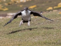 Flugversuch der jungen Blauaugenscharbe