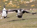 Flugversuch der jungen Blauaugenscharbe