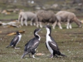 Blauaugenscharben, Saunders, The Rookery