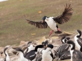 "Mama" Blauaugenscharbe bei der Landung