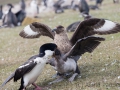 Fütterung der Blauaugenscharben