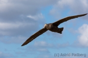 Riesensturmvogel