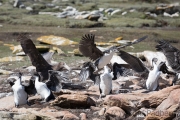 Riesensturmvogel treibt junge Kormorane