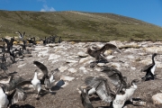 Riesensturmvogel treibt junge Kormorane