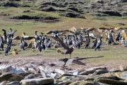Riesensturmvogel treibt junge Kormorane