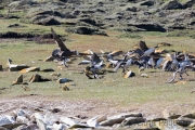 Riesensturmvogel treibt junge Kormorane