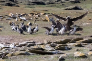 Riesensturmvogel treibt junge Kormorane