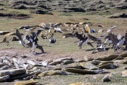 Riesensturmvogel treibt junge Kormorane