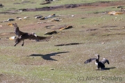 Abflug: Riesensturmvogel verlässt Kormorankolonie