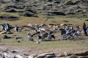 Riesensturmvogel treibt junge Kormorane