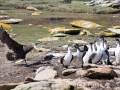 Riesensturmvogel treibt junge Kormorane