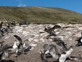 Riesensturmvogel treibt junge Kormorane