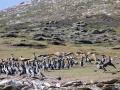 Riesensturmvogel treibt junge Kormorane