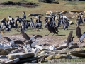 Gelandet: Riesensturmvogel in Kormorankolonie