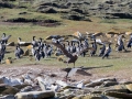 Riesensturmvogel treibt junge Kormorane