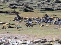 Riesensturmvogel treibt junge Kormorane