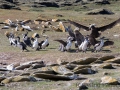 Riesensturmvogel treibt junge Kormorane