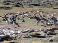 Riesensturmvogel treibt junge Kormorane