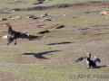 Abflug: Riesensturmvogel verlässt Kormorankolonie
