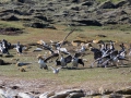 Riesensturmvogel treibt junge Kormorane