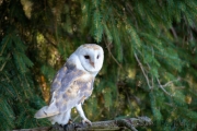 Schleiereule (Tyto alba)
