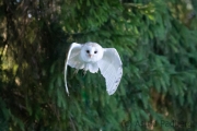 Schleiereule (Tyto alba)