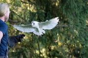 Schleiereule (Tyto alba)