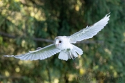 Schleiereule (Tyto alba)