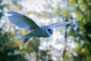 Schleiereule (Tyto alba)