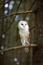 Schleiereule (Tyto alba)