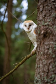 Schleiereule (Tyto alba)