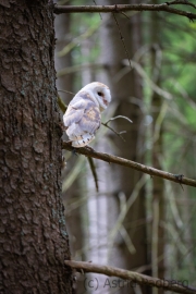 Schleiereule (Tyto alba)