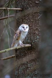 Schleiereule (Tyto alba)