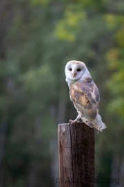 Schleiereule (Tyto alba)