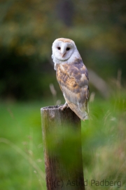 Schleiereule (Tyto alba)