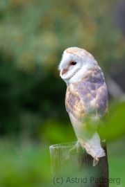 Schleiereule (Tyto alba)