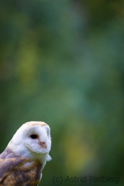 Schleiereule (Tyto alba)