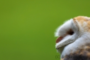 Schleiereule (Tyto alba)