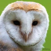 Schleiereule (Tyto alba)