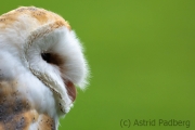 Schleiereule (Tyto alba)