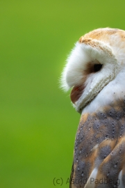 Schleiereule (Tyto alba)