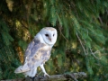 Schleiereule (Tyto alba)