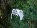 Schleiereule (Tyto alba)